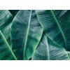 Designwalls DD118560 Banana Leaves 1