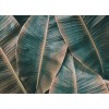 Designwalls DD118562 Banana Leaves 2