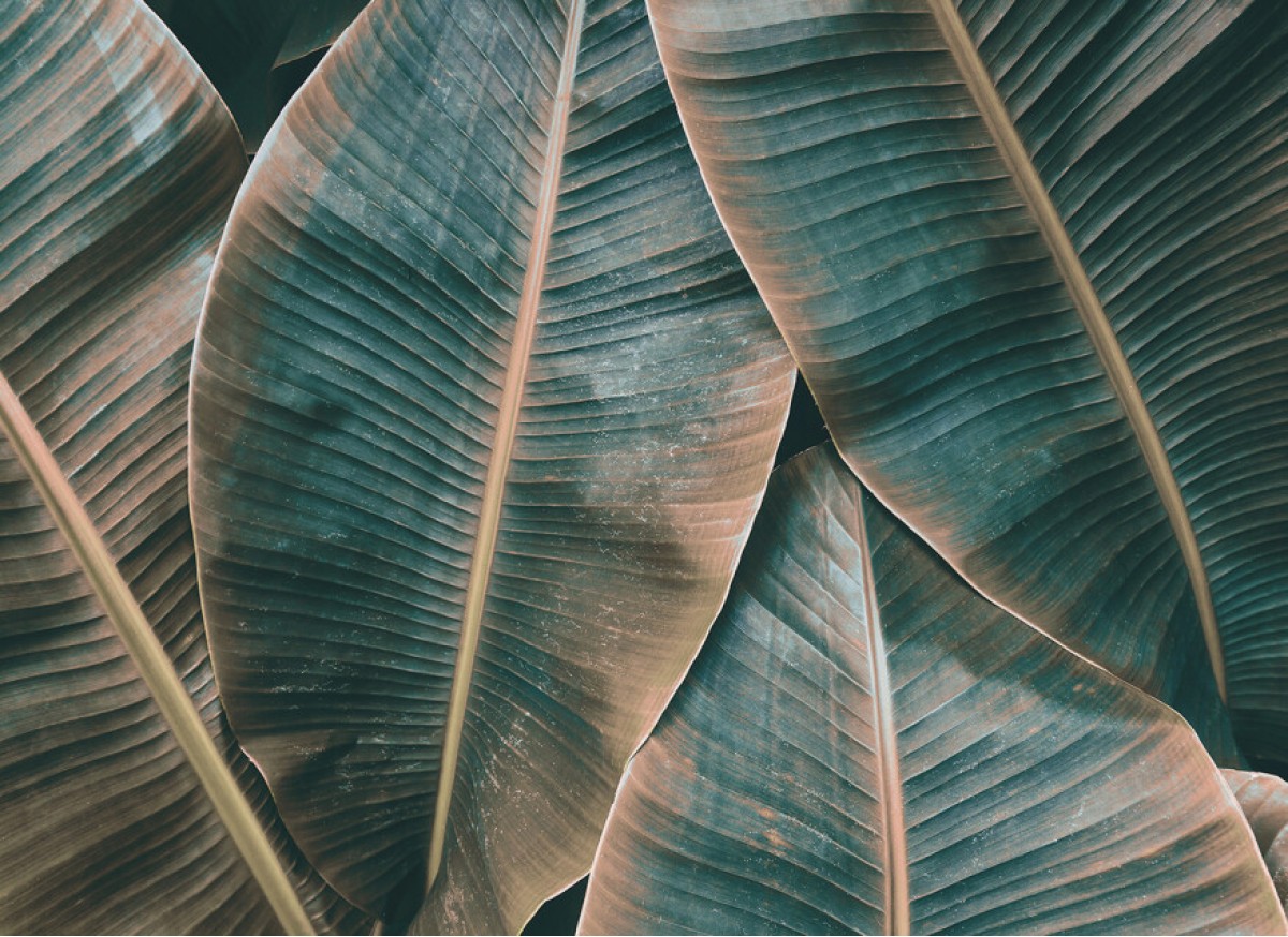 Designwalls DD118562 Banana Leaves 2