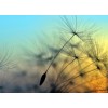 Designwalls DD118590 Flying Dandelion 1