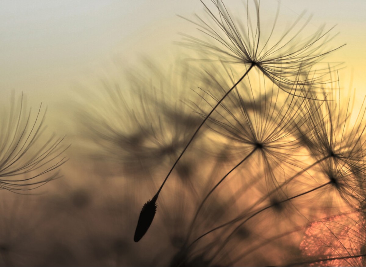 Designwalls DD118592 Flying Dandelion 2