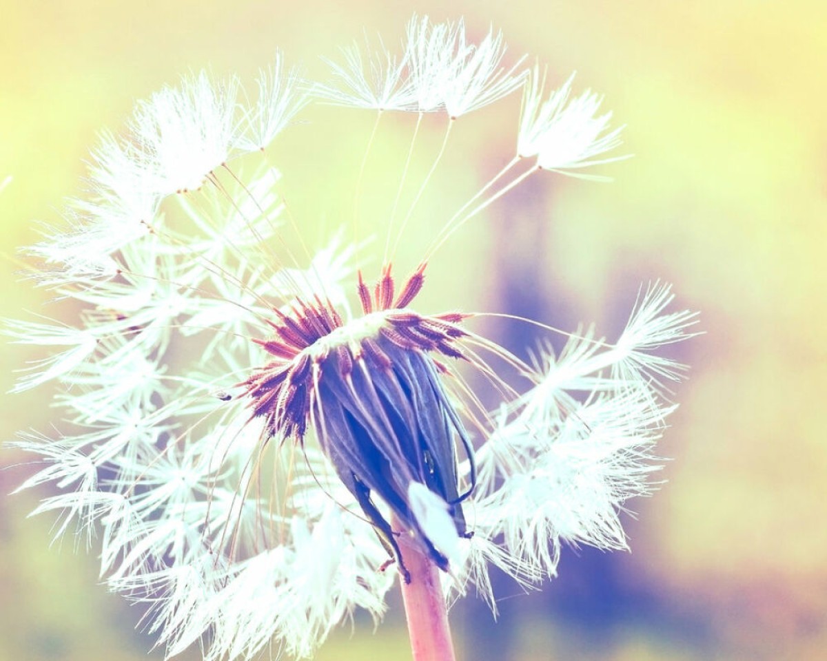 Designwalls DD118596 Dandelion 2