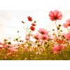 Designwalls DD118598 Flower Meadow 1