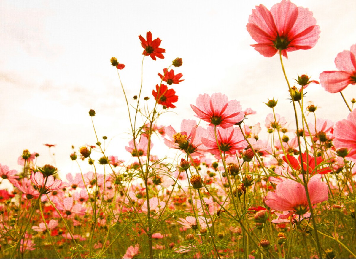 Designwalls DD118598 Flower Meadow 1