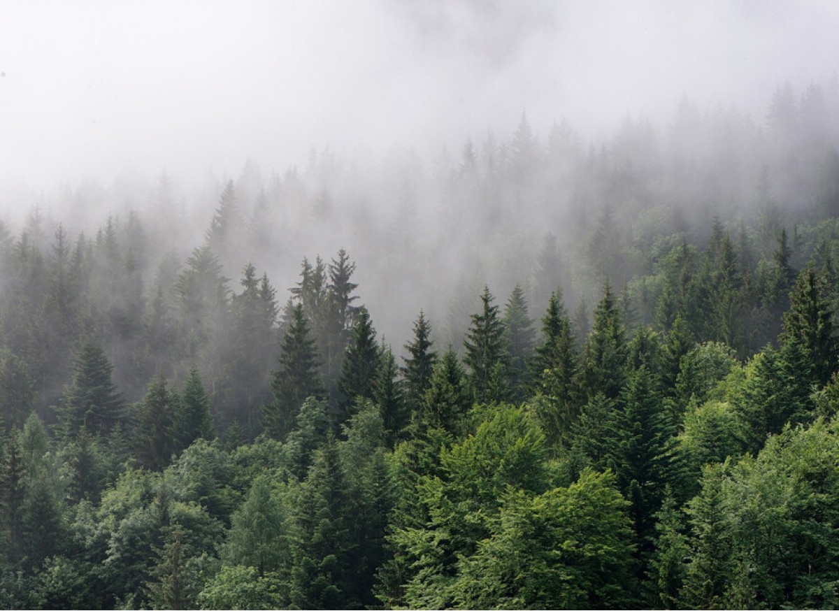 Designwalls DD118602 Foggy Fir Trees