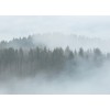 Designwalls DD118604 Misty Forest