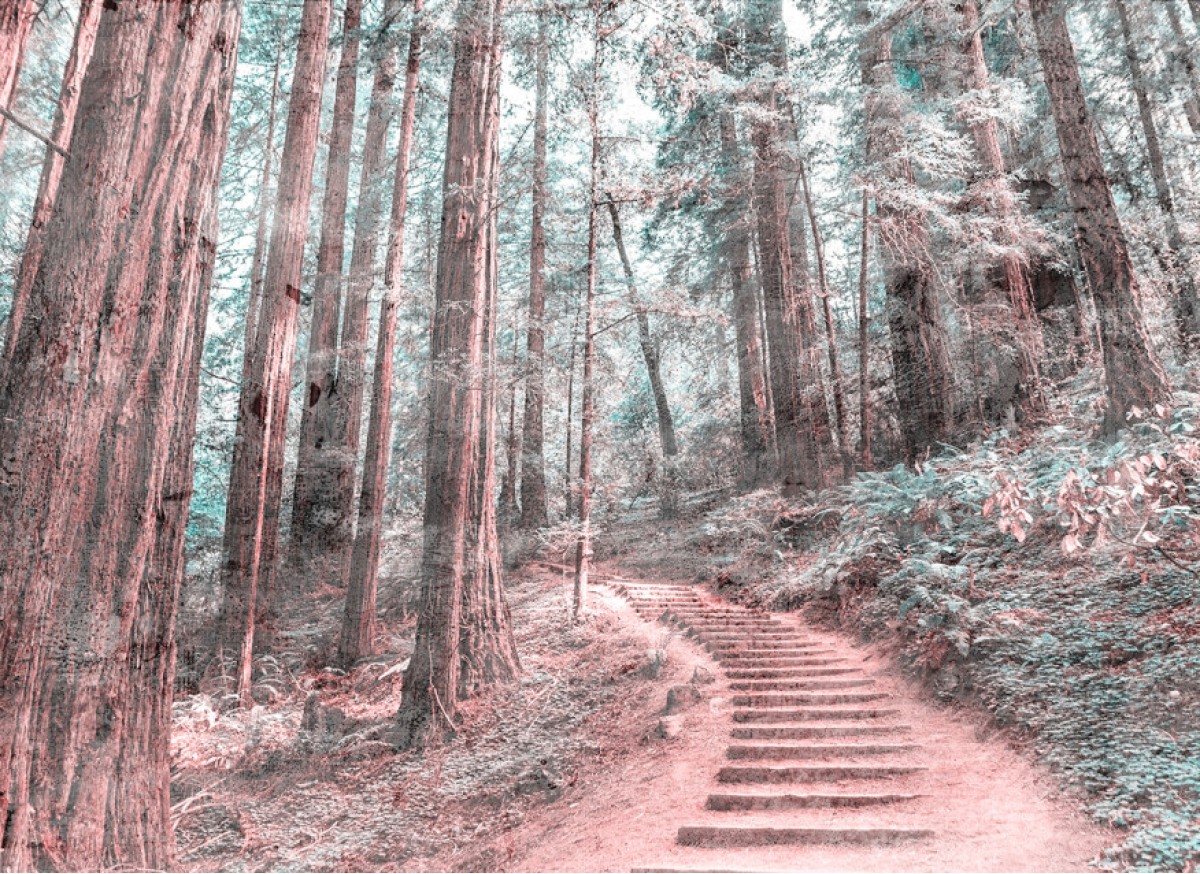 Designwalls DD118628 Forest Walk 2