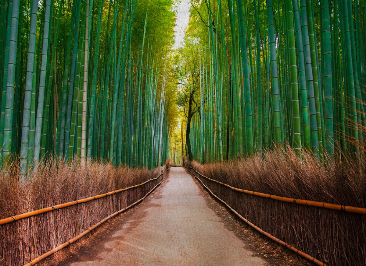 Designwalls DD118630 Bamboo Walk