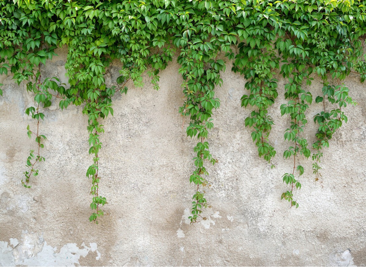 Designwalls DD118712 Climbing Leaves